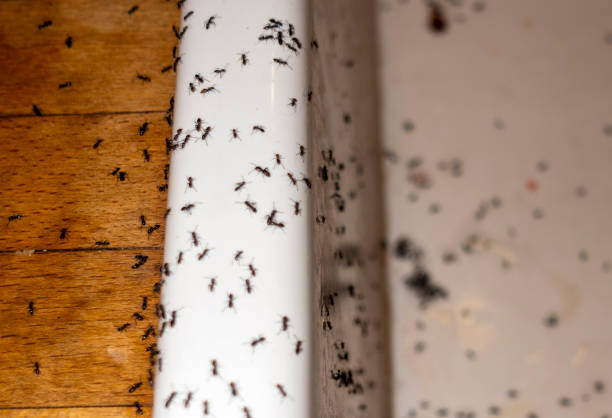 Best Flea Control Services  in Butler, GA